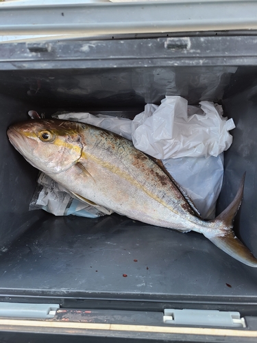 ネリゴの釣果