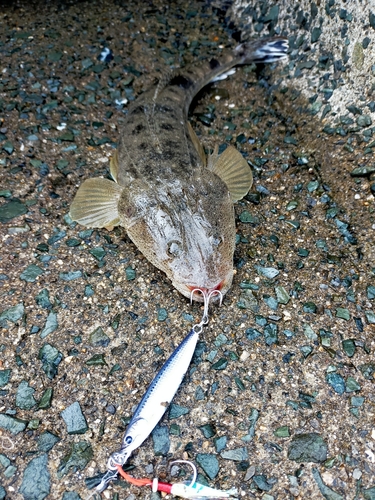 マゴチの釣果