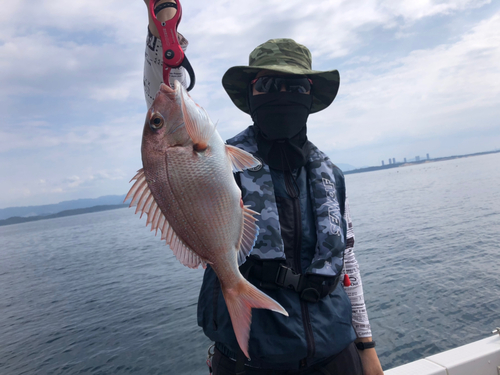 マダイの釣果