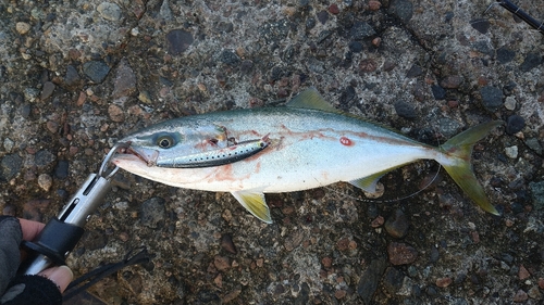 ツバイソの釣果