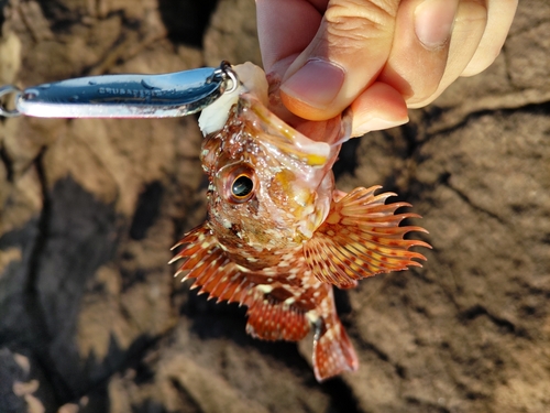 カサゴの釣果