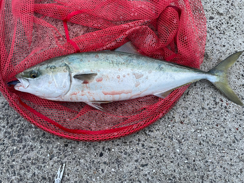 ハマチの釣果