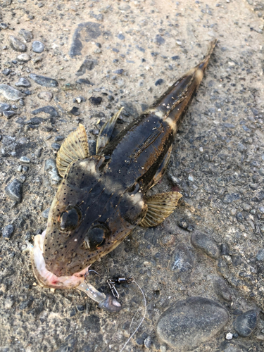 コチの釣果