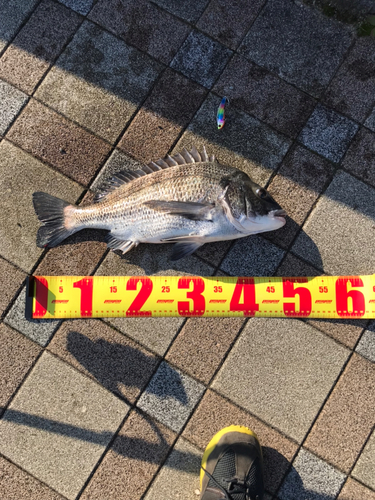 クロダイの釣果