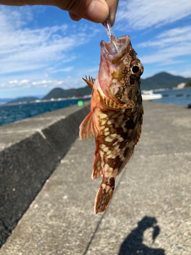 カサゴの釣果