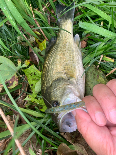 ラージマウスバスの釣果