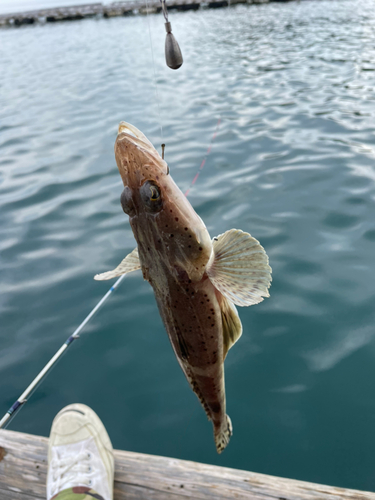 ワニゴチの釣果