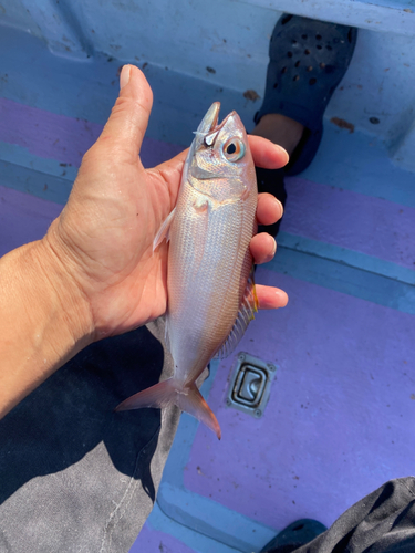 ハチビキの釣果