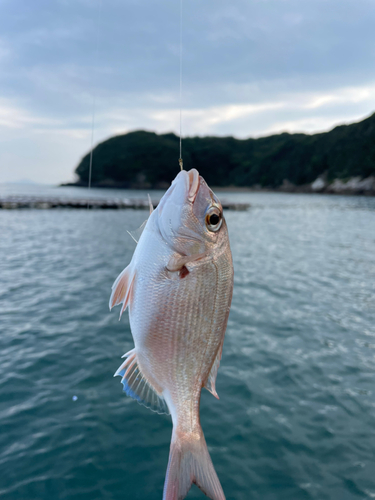 タイの釣果