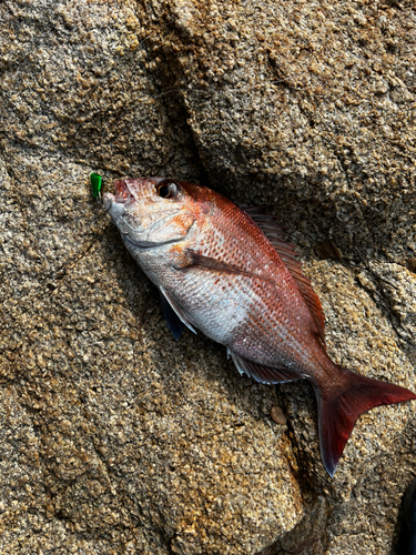 タイの釣果