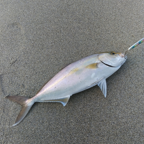 ショゴの釣果