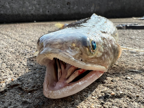 エソの釣果