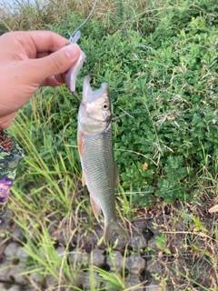 ハスの釣果