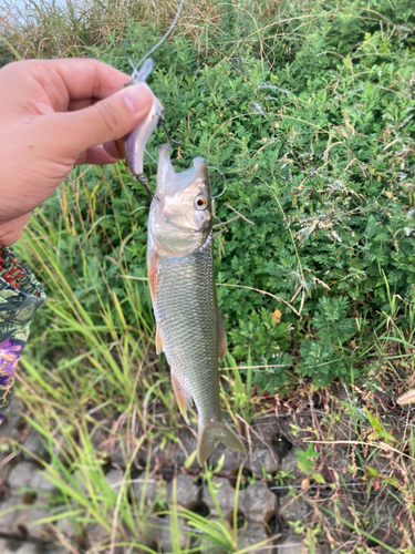 ハスの釣果