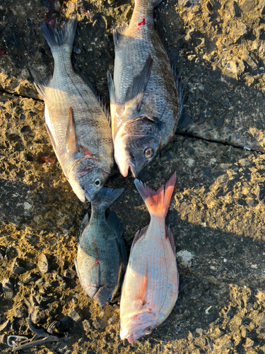 タイの釣果