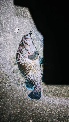 マゾイの釣果