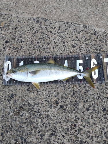 ツバスの釣果