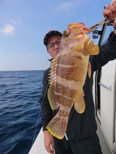 アオハタの釣果