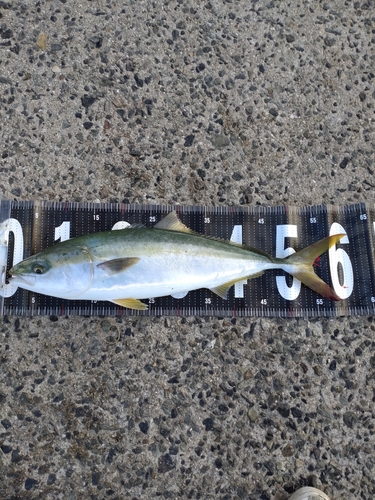 ツバスの釣果