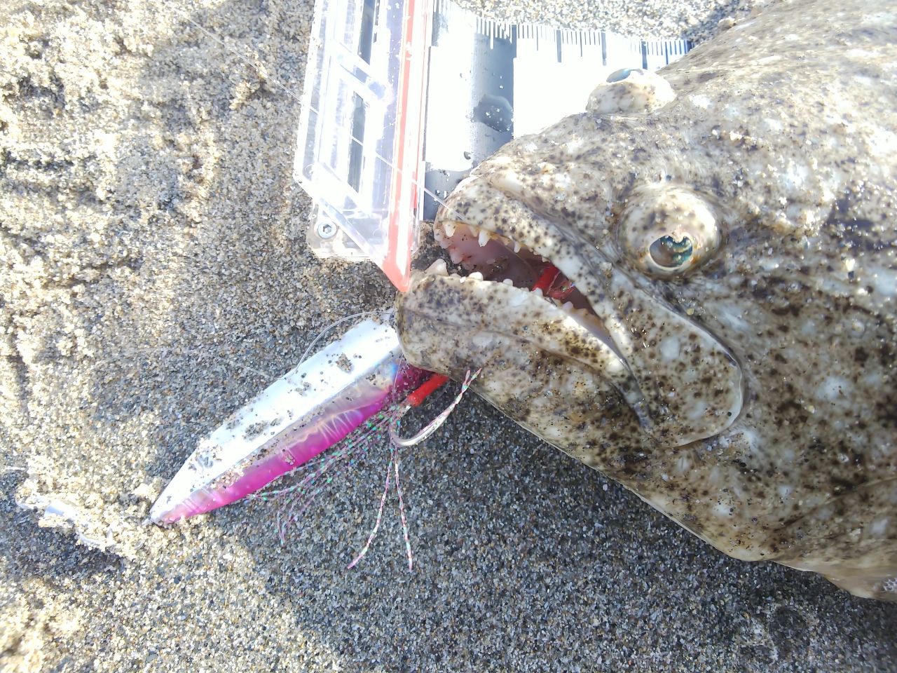 ヒラメ