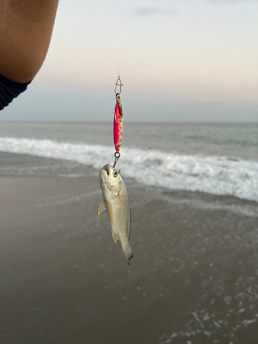 イシモチの釣果