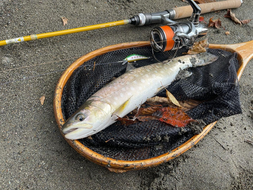 アメマスの釣果