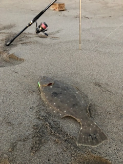 ヒラメの釣果