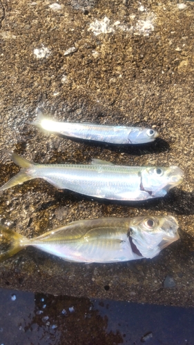 カタクチイワシの釣果