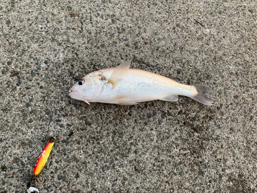 シログチの釣果