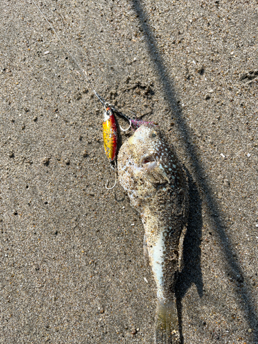 ショウサイフグの釣果