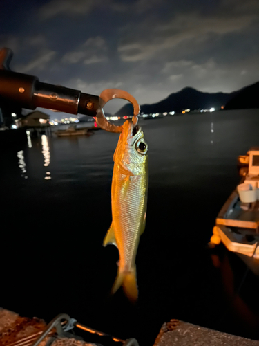 ムツの釣果