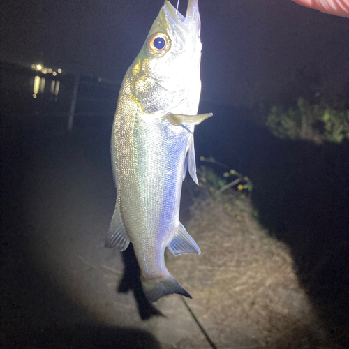 セイゴ（タイリクスズキ）の釣果