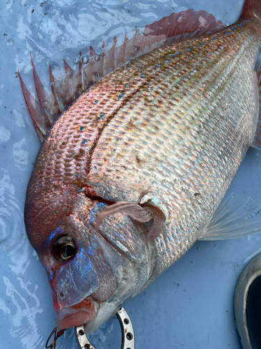 ハナダイの釣果