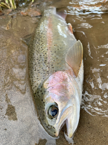 ニジマスの釣果