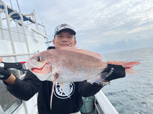 マダイの釣果