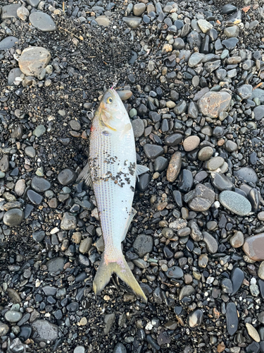 コノシロの釣果