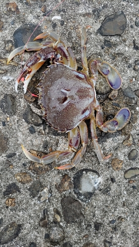 ヒラツメガニの釣果