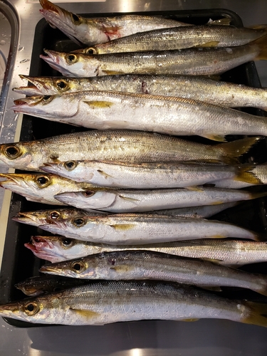 カマスの釣果