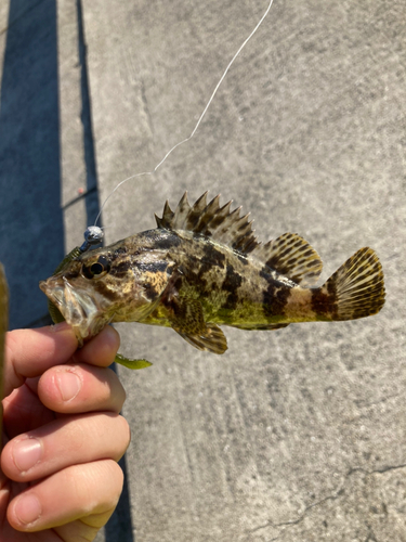 タケノコメバルの釣果