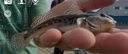 ハゼの釣果