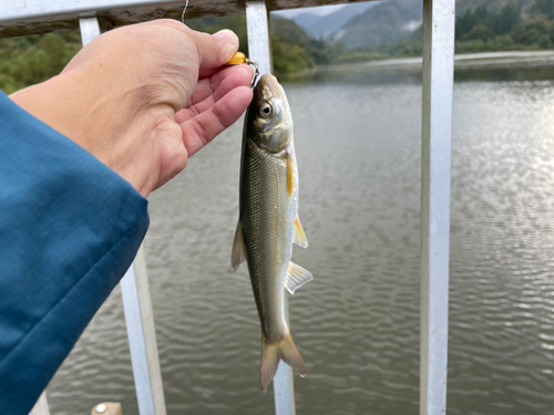 ウグイの釣果