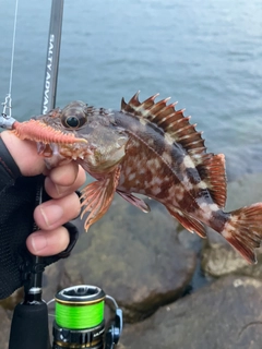 カサゴの釣果