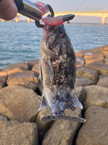 クロソイの釣果