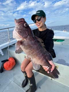 マハタの釣果