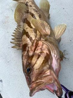 ホウキハタの釣果