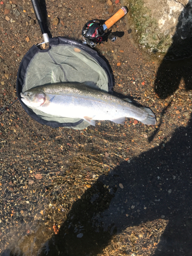 ニジマスの釣果