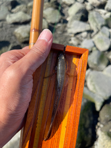 マハゼの釣果