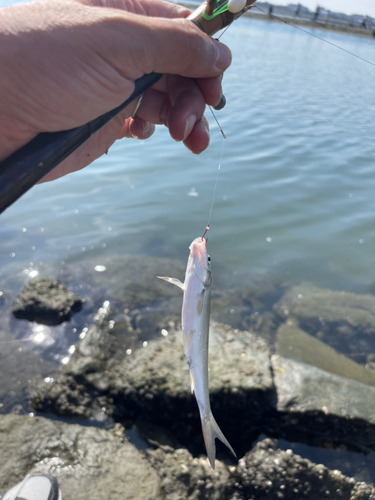 マルタウグイの釣果