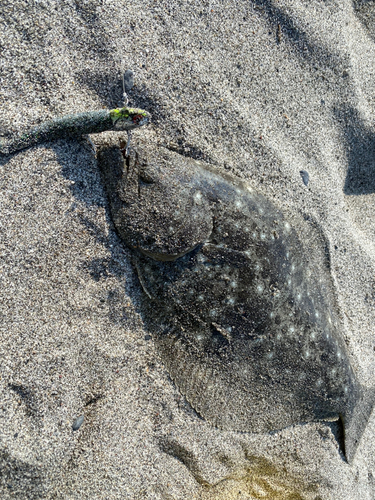 ヒラメの釣果