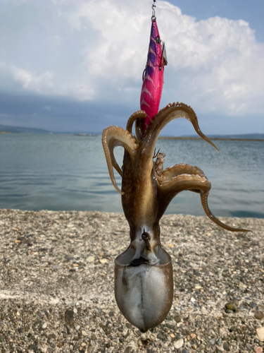 イイダコの釣果